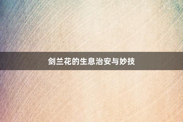 剑兰花的生息治安与妙技